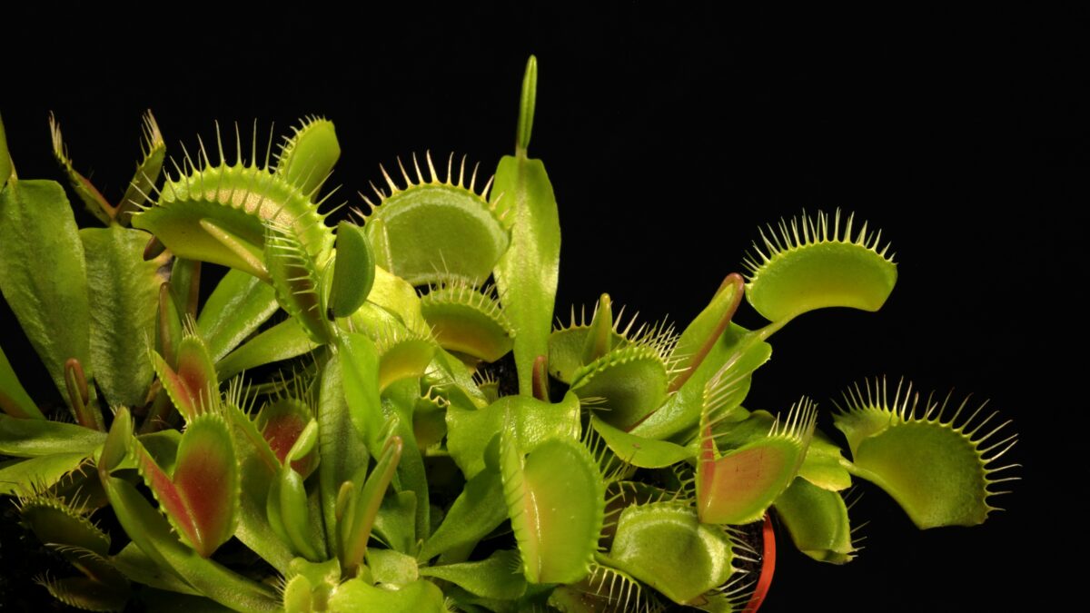 世界の食虫植物インスタグラムへ。海外クリエイターが見せる、野性美あふれるカーニヴォラスプランツの世界