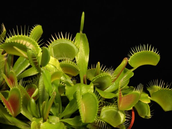 世界の食虫植物インスタグラムへ。海外クリエイターが見せる、野性美あふれるカーニヴォラスプランツの世界
