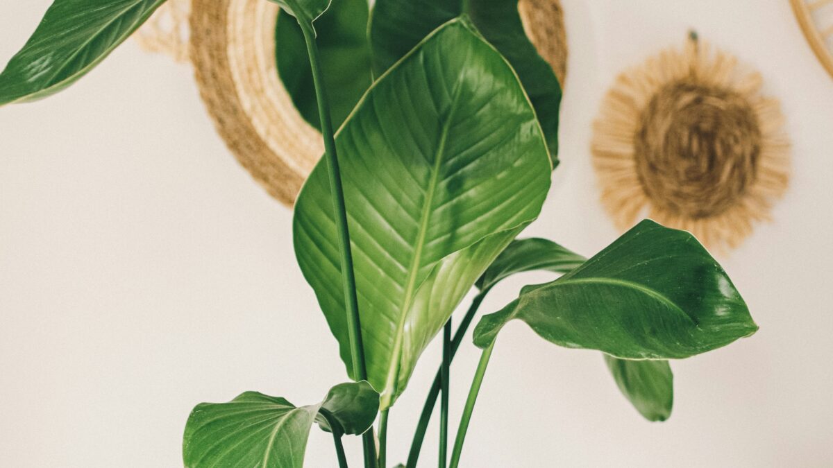注目のグリーンインテリアトレンド｜植物と暮らしを、もっと自分らしく