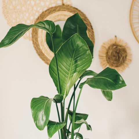 注目のグリーンインテリアトレンド｜植物と暮らしを、もっと自分らしく