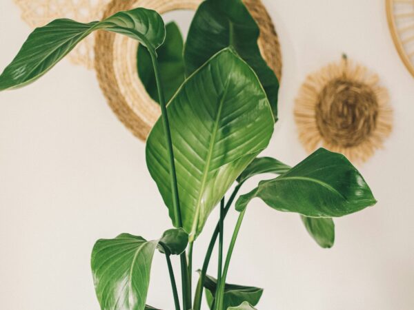 注目のグリーンインテリアトレンド｜植物と暮らしを、もっと自分らしく