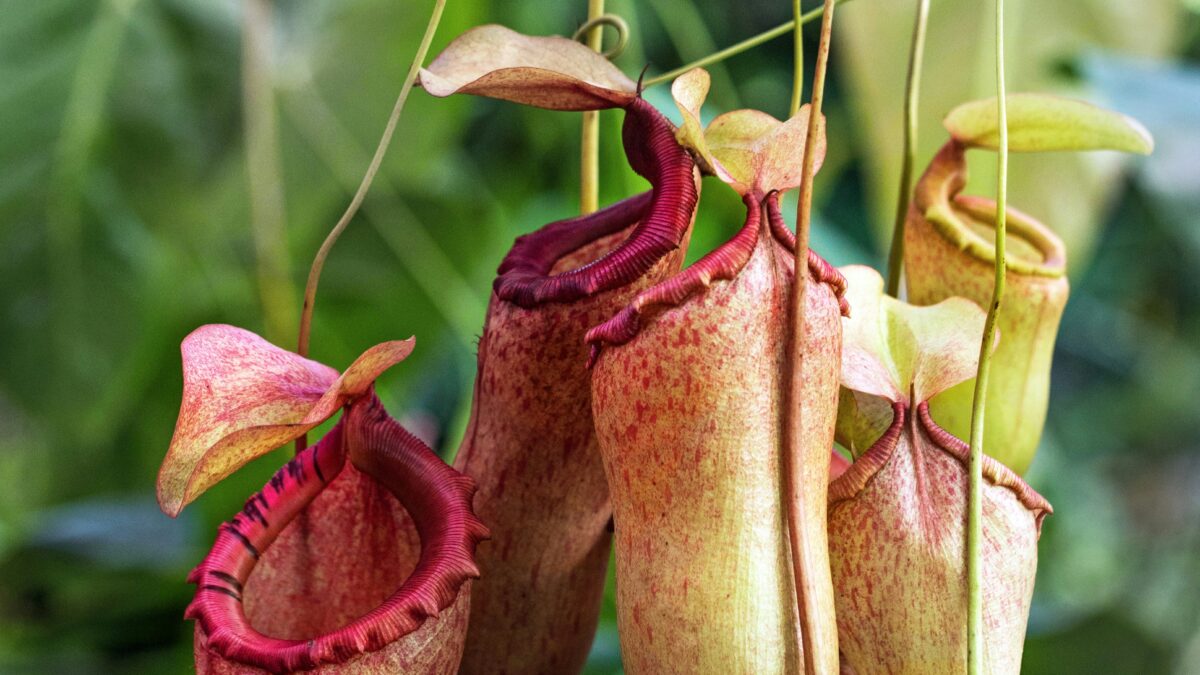 不思議な魅力に引き込まれる。おしゃれ部屋に似合う食虫植物、お薦め品種と育て方ガイド