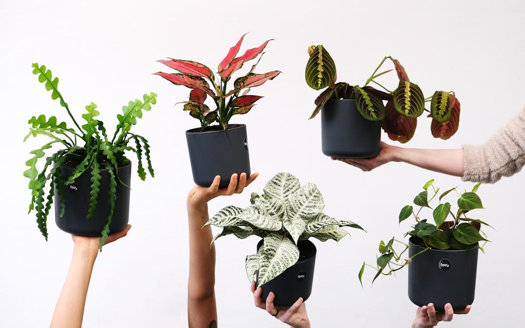2026年の観葉植物トレンド7選｜海外メディアが注目する最新グリーンスタイル