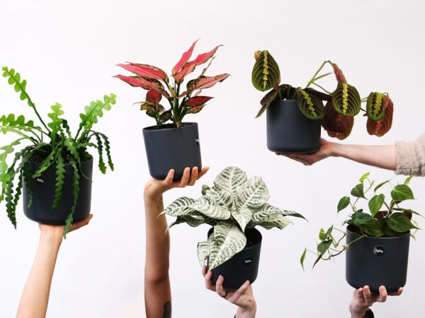 2026年の観葉植物トレンド7選｜海外メディアが注目する最新グリーンスタイル