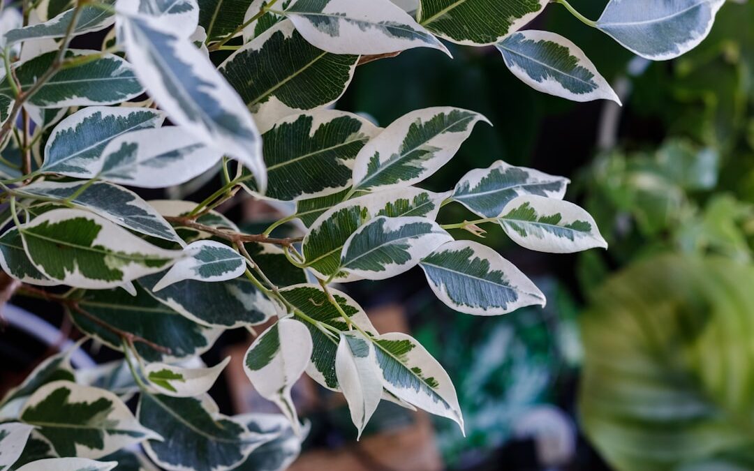 Ficusが再注目される理由とおすすめ品種——インテリアに緑を添える、進化するフィカスの世界