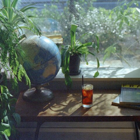 初心者が最初に買うべき観葉植物10選｜失敗しにくい丈夫な品種と育て方のコツ