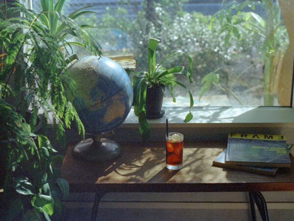 初心者が最初に買うべき観葉植物10選｜失敗しにくい丈夫な品種と育て方のコツ