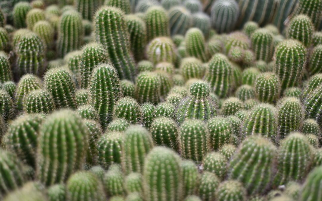 水やりが苦手でも大丈夫。乾燥に強い観葉植物と、上手に育てるためのヒント