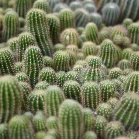 水やりが苦手でも大丈夫。乾燥に強い観葉植物と、上手に育てるためのヒント