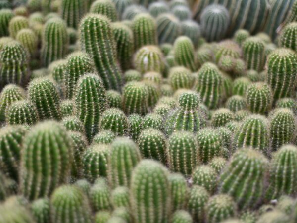 水やりが苦手でも大丈夫。乾燥に強い観葉植物と、上手に育てるためのヒント