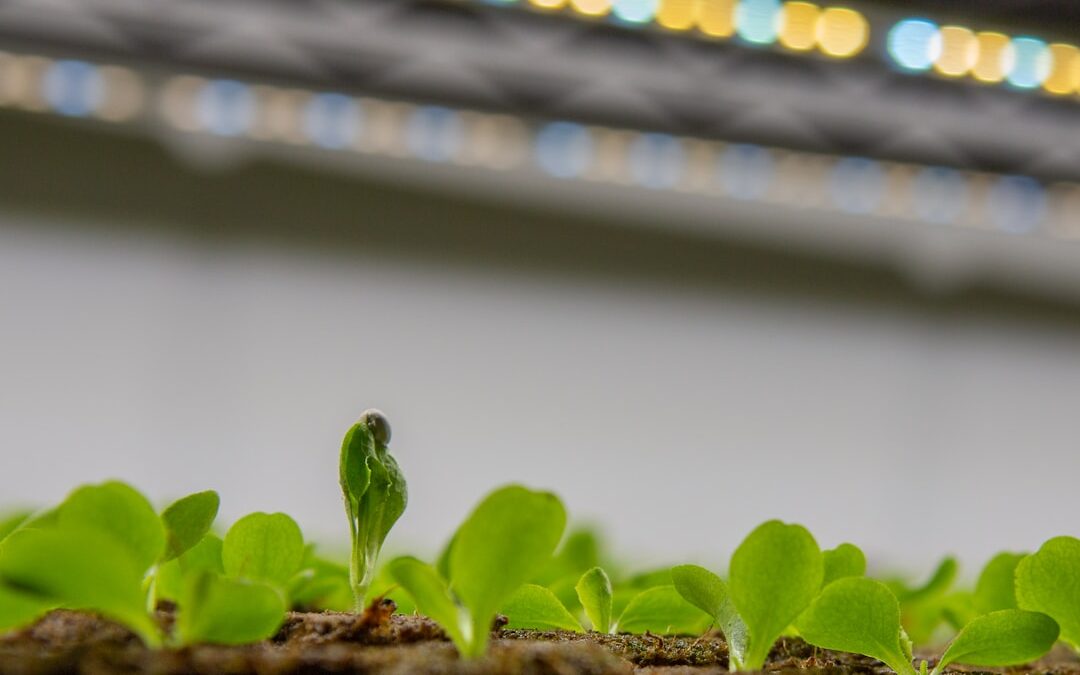 日当たりが悪くても大丈夫。観葉植物用ライトの選び方、はじめてガイド