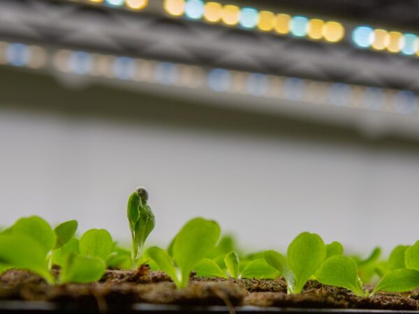 日当たりが悪くても大丈夫。観葉植物用ライトの選び方、はじめてガイド
