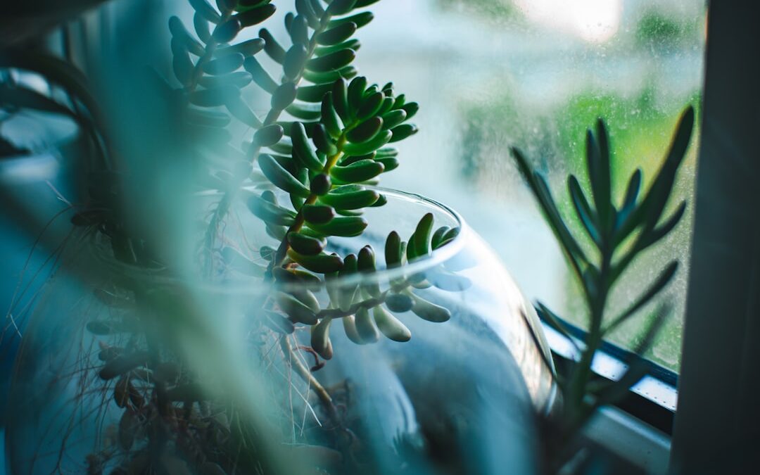 植物好きなら今すぐフォローしたい、海外の観葉植物Instagramアカウントおすすめ10選
