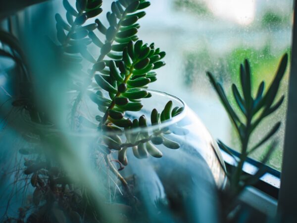 植物好きなら今すぐフォローしたい、海外の観葉植物Instagramアカウントおすすめ10選