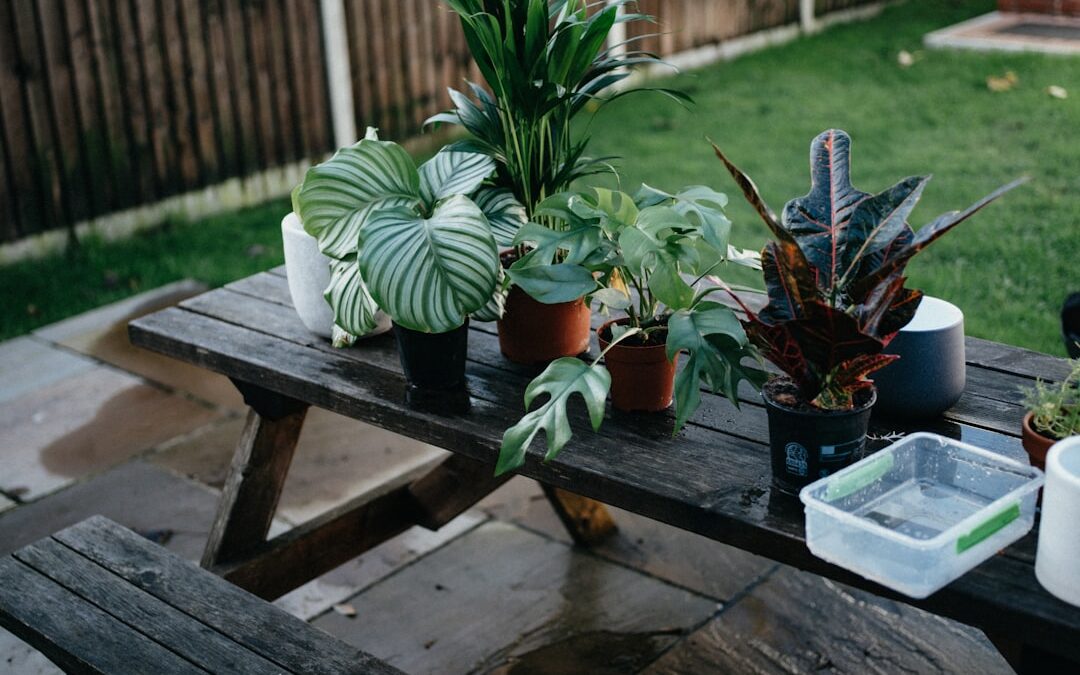 水やりのタイミング、実はこんなにシンプル。観葉植物と上手に付き合うための基礎知識