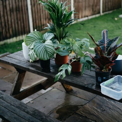 水やりのタイミング、実はこんなにシンプル。観葉植物と上手に付き合うための基礎知識
