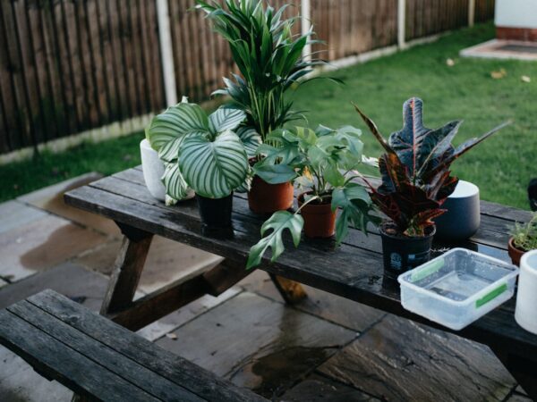 水やりのタイミング、実はこんなにシンプル。観葉植物と上手に付き合うための基礎知識