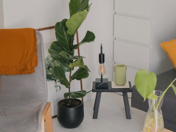 リビングをもっとおしゃれに。暮らしに馴染む観葉植物の選び方とスタイリングのコツ
