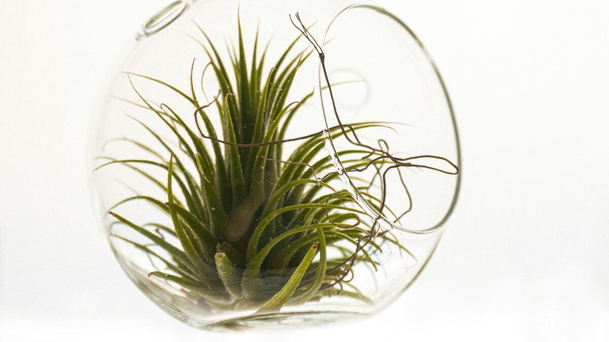 手間をかけずに緑を楽しむ。初心者にも安心なロー・メンテナンス観葉植物6選
