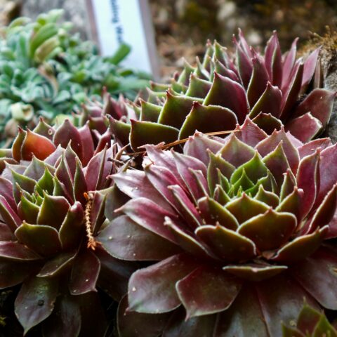 多肉植物が、部屋をつくる。注目のトレンド品種と飾り方のコツ