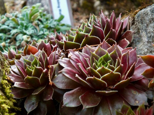 多肉植物が、部屋をつくる。注目のトレンド品種と飾り方のコツ