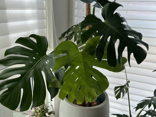 モンステラと暮らす。切れ込みと穴が生む「熱帯の彫刻」を、日本の部屋でのびのびと育てる方法