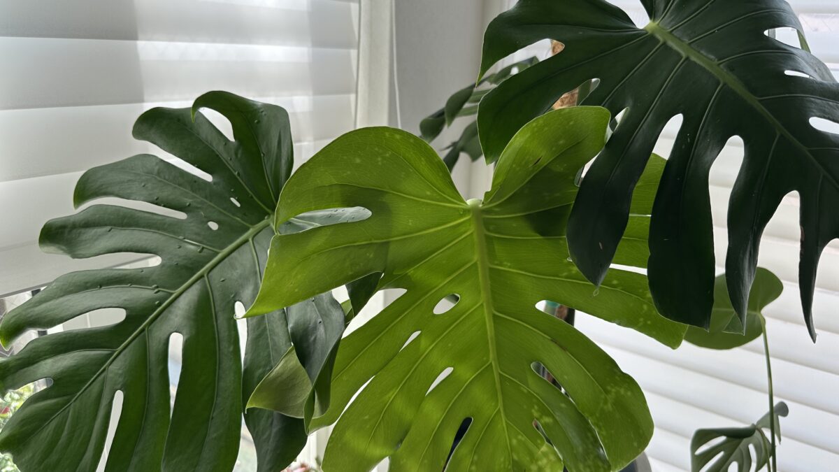 モンステラのある暮らし——大きな葉が空間を変える、育て方と飾り方のすべて