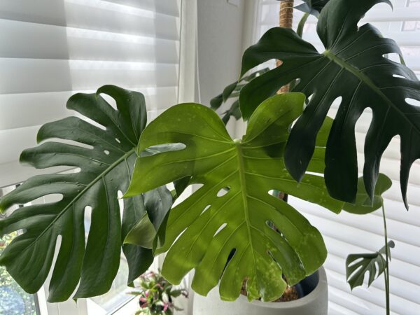 モンステラのある暮らし——大きな葉が空間を変える、育て方と飾り方のすべて