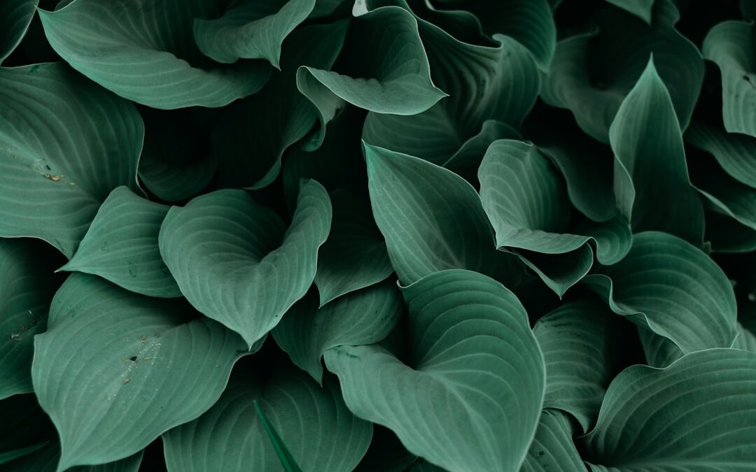観葉植物の植え替えタイミング完全ガイド｜サインの見つけ方から品種別のコツまで