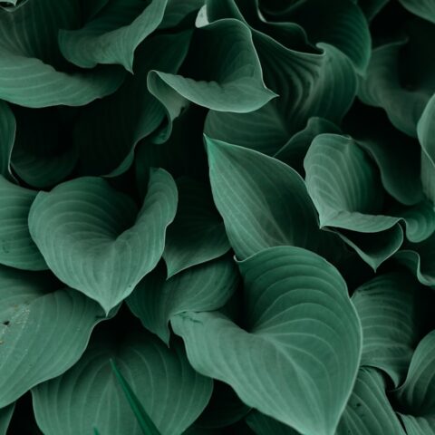 観葉植物の植え替えタイミング完全ガイド｜サインの見つけ方から品種別のコツまで