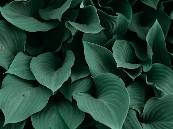 観葉植物の植え替えタイミング完全ガイド｜サインの見つけ方から品種別のコツまで