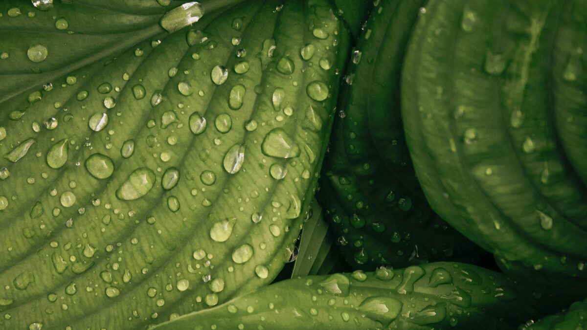 水やりより大切なことがある。観葉植物を「枯らさない」ために知っておきたい、光・土・根の話