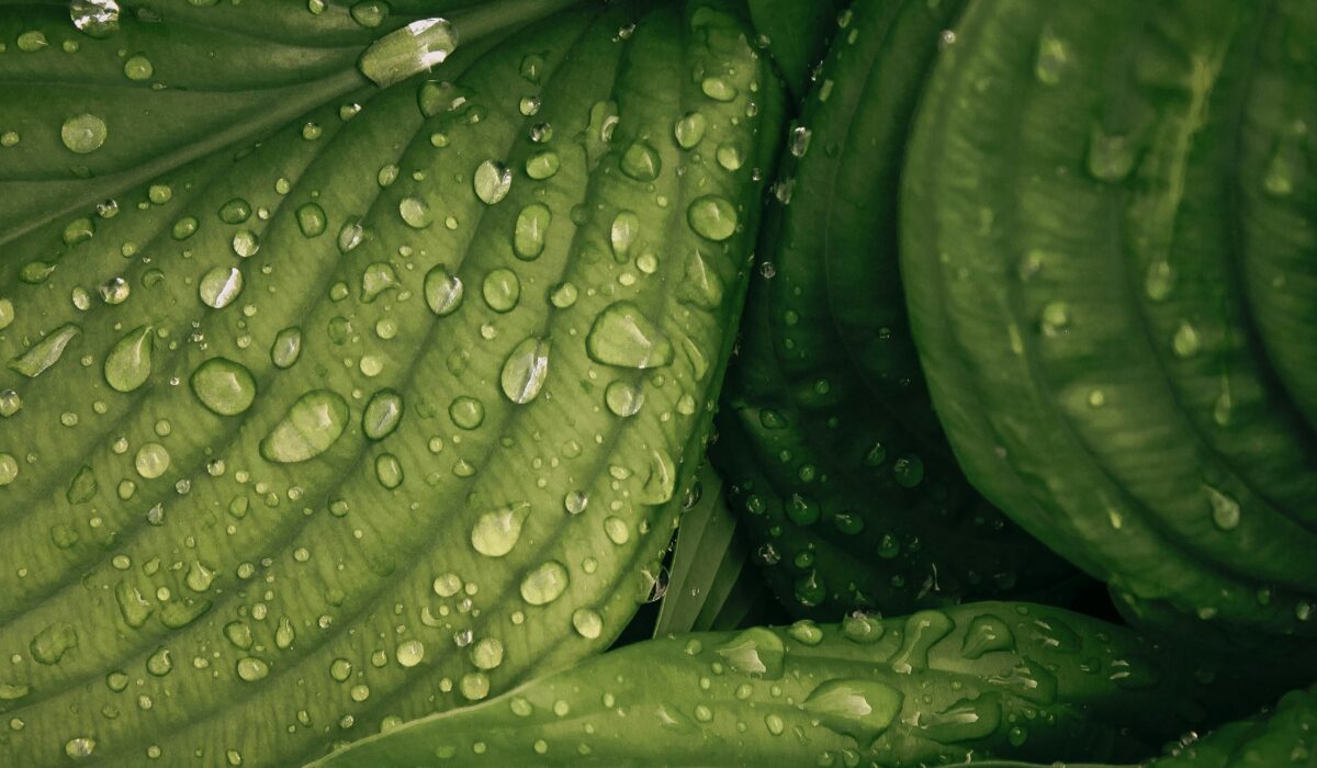 水やりより大切なことがある。観葉植物を「枯らさない」ために知っておきたい、光・土・根の話