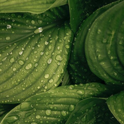 水やりより大切なことがある。観葉植物を「枯らさない」ために知っておきたい、光・土・根の話