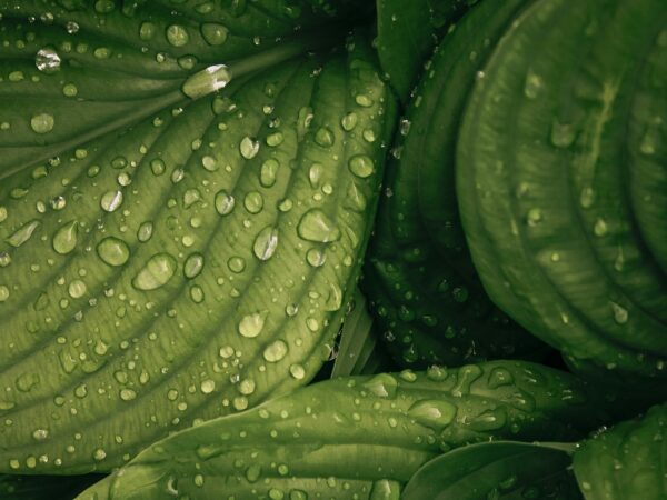 水やりより大切なことがある。観葉植物を「枯らさない」ために知っておきたい、光・土・根の話
