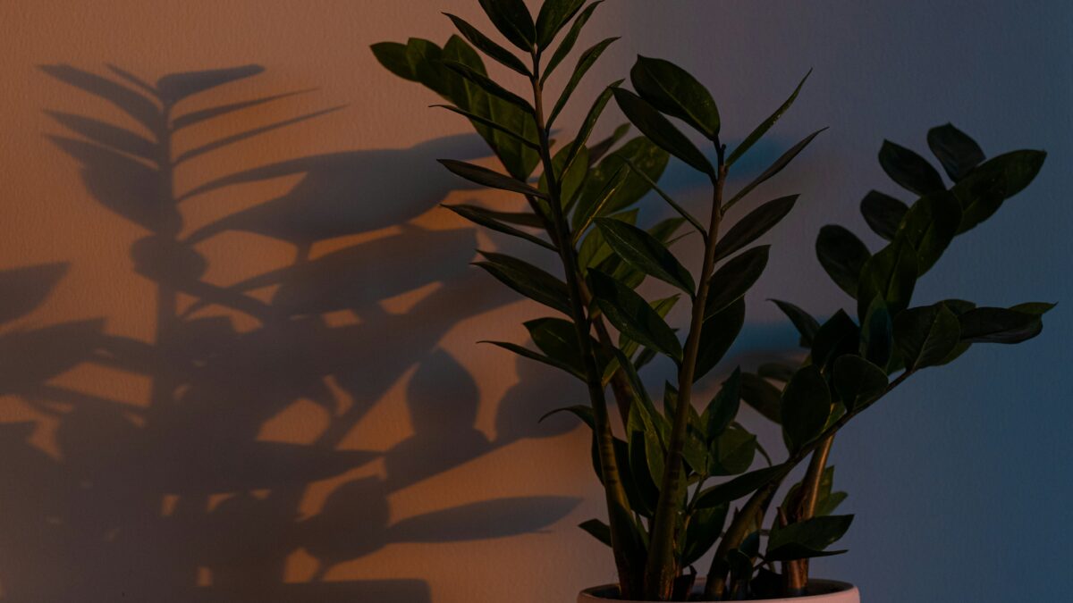 窓辺だけじゃない。「光の届かない場所」に植物を飾る、陰影スタイリングの新発想