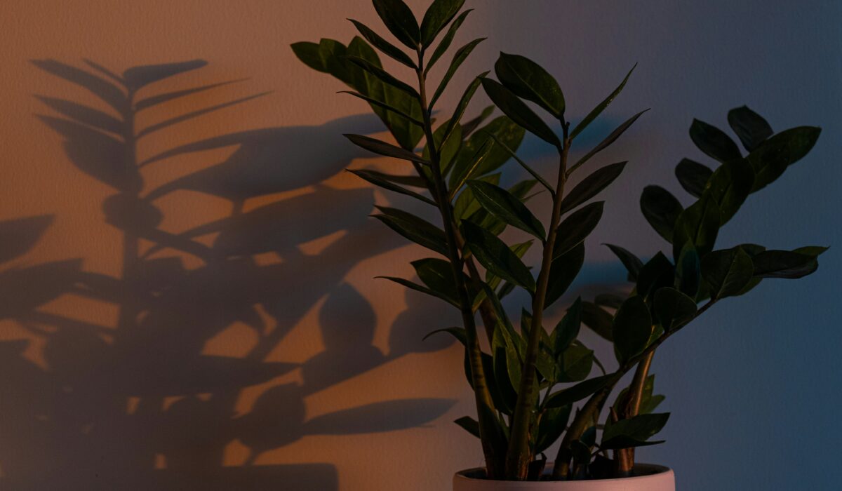 窓辺だけじゃない。「光の届かない場所」に植物を飾る、陰影スタイリングの新発想