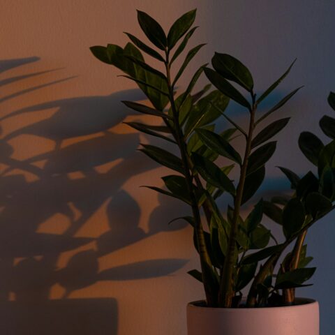 窓辺だけじゃない。「光の届かない場所」に植物を飾る、陰影スタイリングの新発想