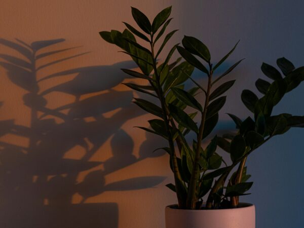 窓辺だけじゃない。「光の届かない場所」に植物を飾る、陰影スタイリングの新発想