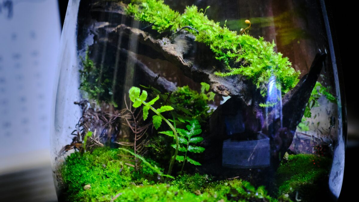 苔と暮らす、静かな美学。「コケインテリア」が2026年の住まいにもたらす、緑と癒しの新感覚