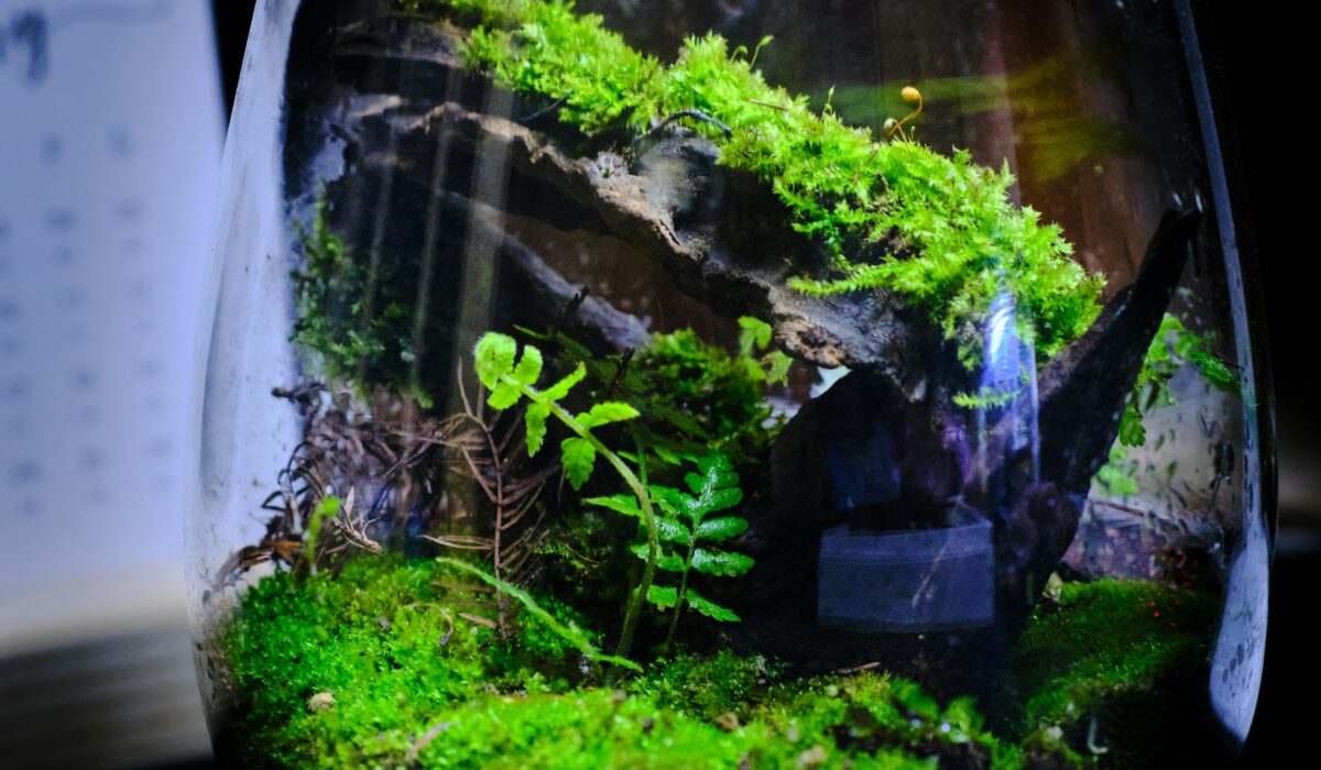 苔と暮らす、静かな美学。「コケインテリア」が2026年の住まいにもたらす、緑と癒しの新感覚