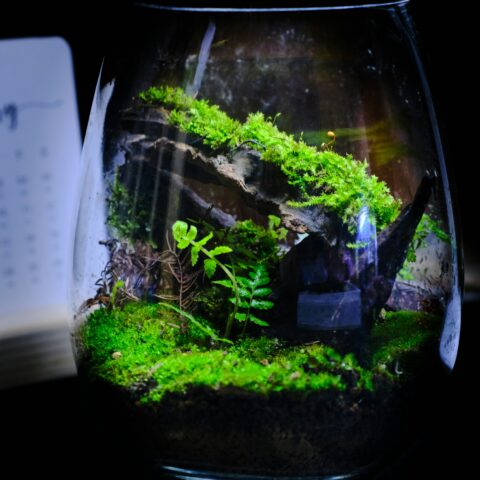 苔と暮らす、静かな美学。「コケインテリア」が2026年の住まいにもたらす、緑と癒しの新感覚