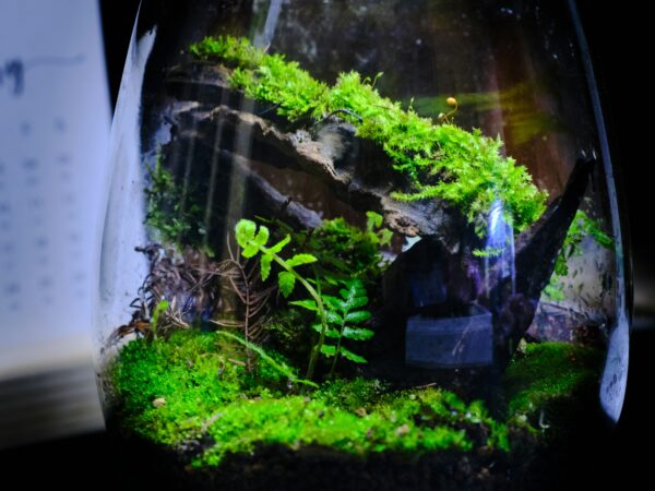 苔と暮らす、静かな美学。「コケインテリア」が2026年の住まいにもたらす、緑と癒しの新感覚