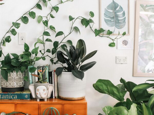 部屋に「緑の息吹」を。インスタ映えする植物スタイリング、7つの視点