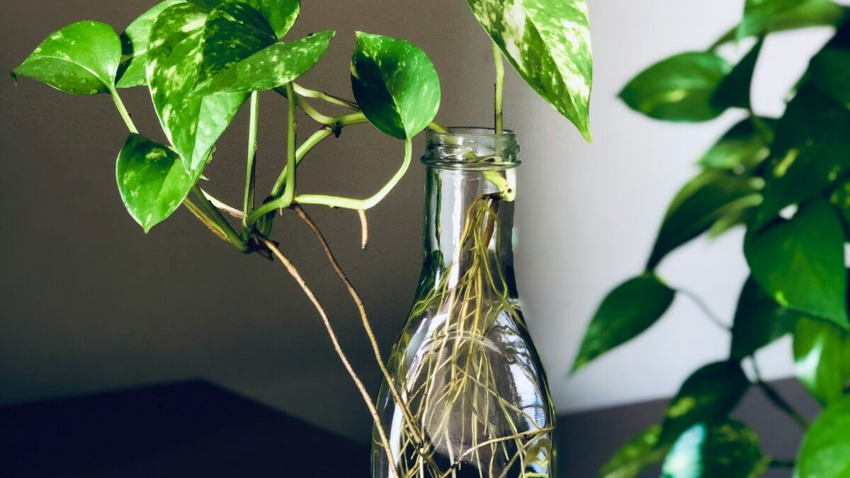 土を使わない、新しい植物との関係。「水耕栽培」が2026年のインテリアシーンで注目される理由