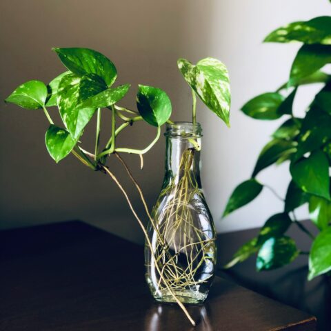 土を使わない、新しい植物との関係。「水耕栽培」が2026年のインテリアシーンで注目される理由
