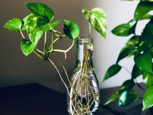 土を使わない、新しい植物との関係。「水耕栽培」が2026年のインテリアシーンで注目される理由