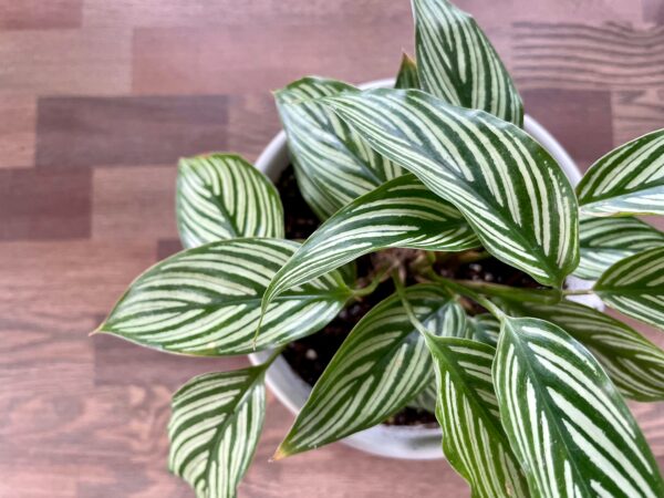 カラテアと暮らす。葉模様の芸術家を、日本の室内環境で美しく育てるための視点
