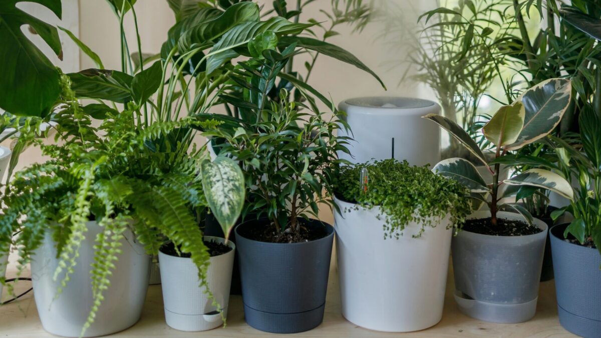 鉢と素材で世界観をつくる。「器」から始める植物スタイリングの新しい視点
