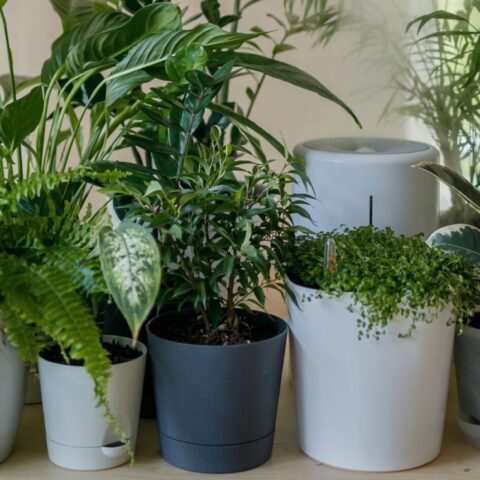 鉢と素材で世界観をつくる。「器」から始める植物スタイリングの新しい視点